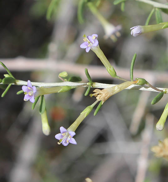  Lycium andersonii v.andersonii